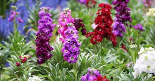 5 plantas y flores ideales para jardines en oficinas durante primavera
