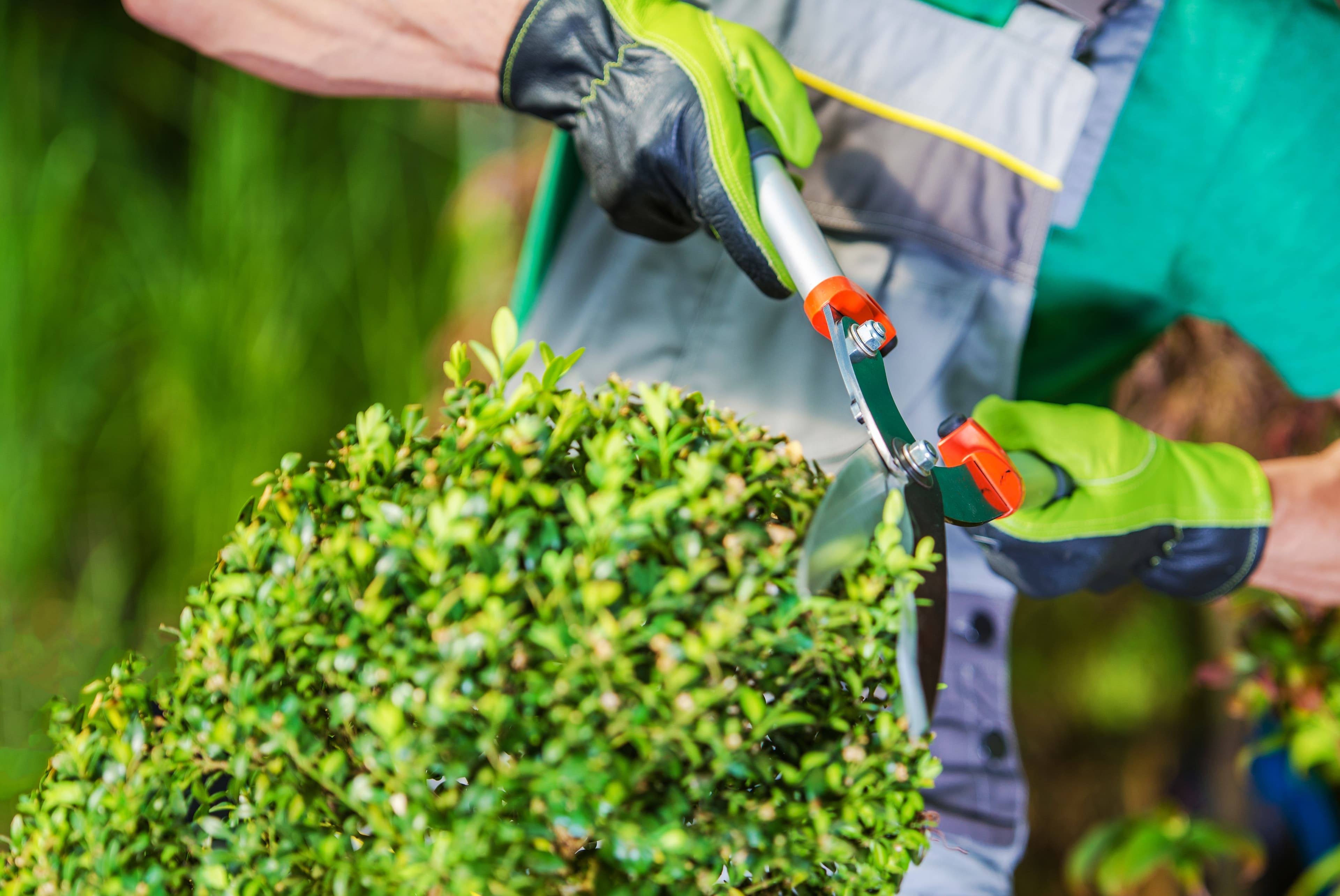 Beneficios de un Servicio Profesional de Jardinería para tu Empresa