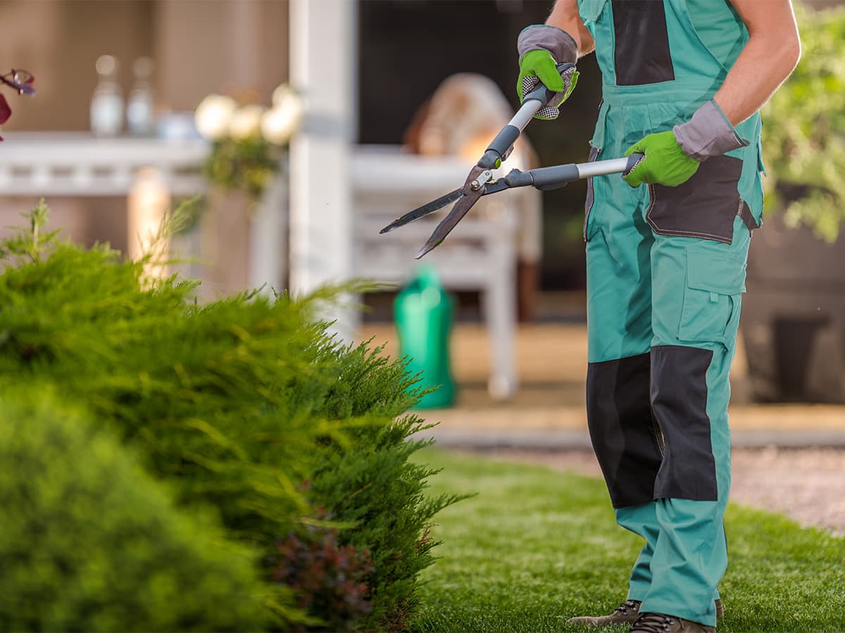 Cuidados básicos para un jardín saludable en cualquier estación